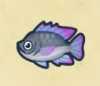 《集合啦！动物森友会》鱼图鉴
