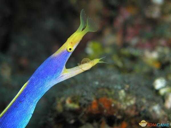 《集合啦!动物森友会》五彩鳗图鉴