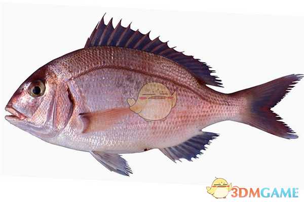 《集合啦！动物森友会》鲷鱼图鉴