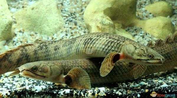 《集合啦！动物森友会》恩氏多鳍鱼图鉴